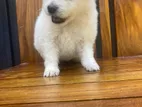 Japanese Spitz Puppies