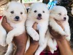 Japanese Spitz Puppies