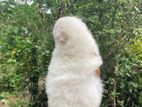 Japanese Spitz Puppies
