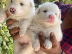 Japanese Spitz puppies