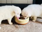 Japanese Spitz Puppies
