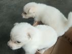 Japanese Spitz Puppies