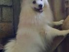 Japanese Spitz Puppies