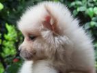 Japanese Spitz Puppies