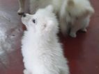 Japanese Spitz Puppies