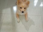 Japanese Spitz Puppies