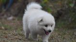 Japanese Spitz Puppies