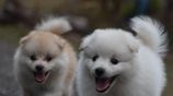 Japanese Spitz Puppies