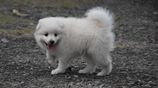 Japanese Spitz Puppies