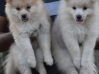 Japanese Spitz Puppies