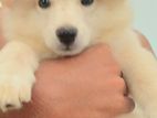 Japanese Spitz Puppies