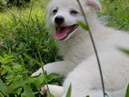 Japanese Spitz Puppy