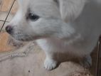 Japanese Spitz Puppy