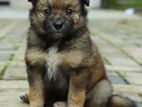 Japanese Spitz Puppy