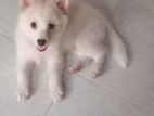 Japanese Spitz Puppy