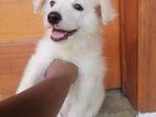 Japanese Spitz Puppy