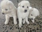Japanese Spitz PuppIES