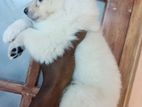 Japanese Spitz Puppy