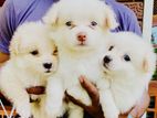 Japanese Spitz Puppy