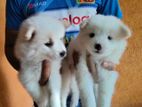Japanese Spitz Puppy
