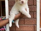 Japanese Spitz Puppy