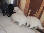 Japanese Spitz Puppies