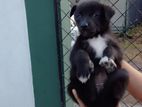 Japanese Spitz Dog for Kind Home