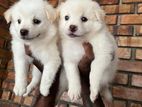 Japanese Spitz Puppies