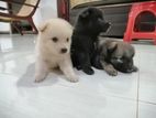 Japanese Sprits Pomeranian Puppies