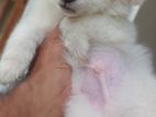 Japanese Spritz ( Lion Pomeranian)