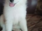 Japaneze Spitz Pomaranian Puppies