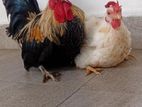 Japanis Bantam Breeding Pair