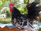 Japanese Bantam Chickens