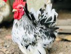 Japanese Bantam