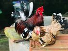 Japanese Bantam chickens