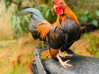 Bantam Chicken