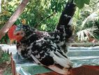 Japanis Bantam