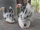 Japanis Bantam