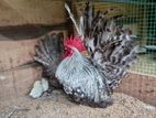 Japanese Bantam