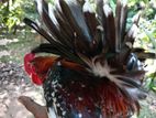 Japanese Bantam