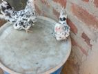 Japanese Bantam