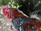 japanis bantam