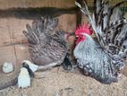 Japanese Bantam