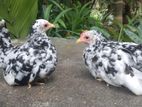 Japanis Bantam