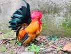 Oeg Bantam Rooster