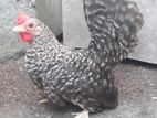 Japanis Bantam