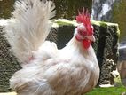 Bantam Chickens