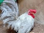JAPANIS BANTAM