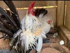 Japanis Bantam