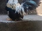 Japanese Bantam Male